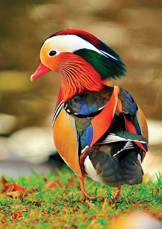 Bebek Mandarin